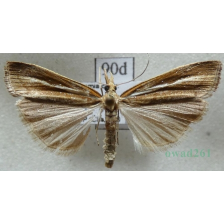 Agriphila tristella (Denis & Schiffermüller, 1775) Wachlarzyk zmienny Czech90d